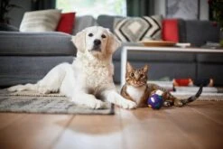 Philips Performer Silent FC8784/09 - Stofzuiger Met Zak -Aanbiedingen Frothwerk Winkel 1200x800 180